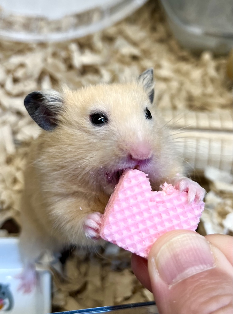 ハムちゃんとの握手会