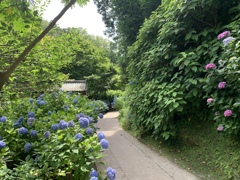 明月院の紫陽花　外からですが