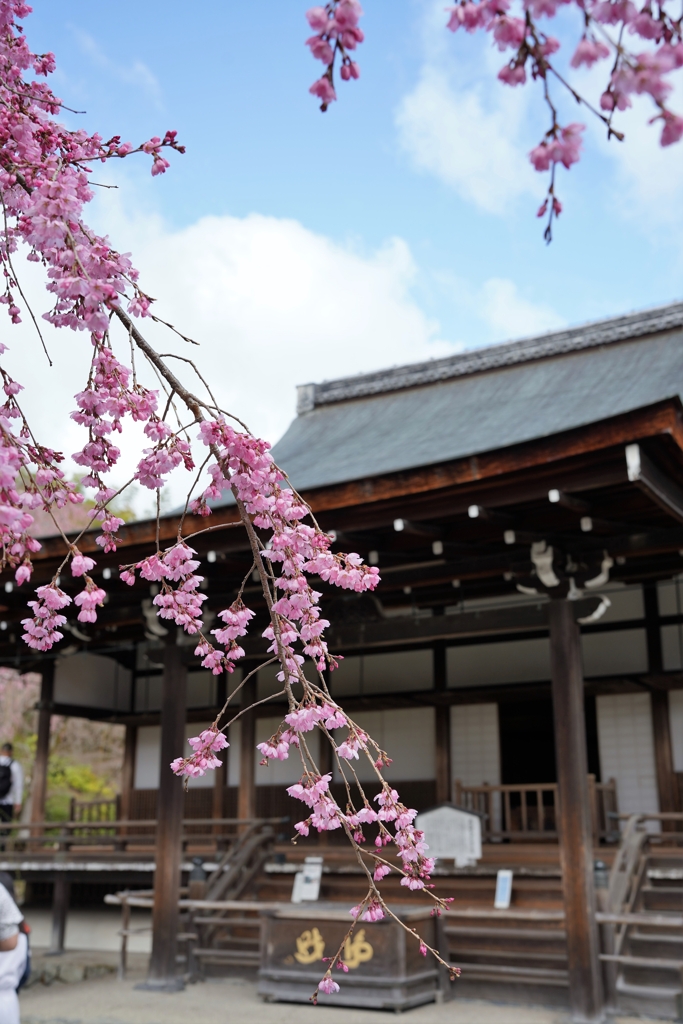 京都と桜
