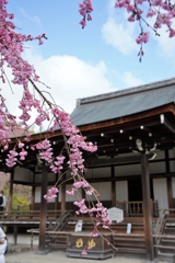 京都と桜