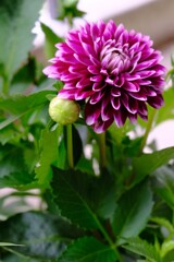 この花くれたのはダリヤ？？