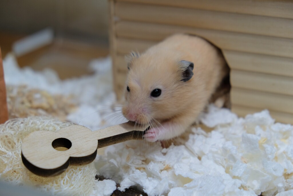 ハムソンギターが気に入ったようです。