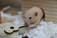 ハムソンギターが気に入ったようです。