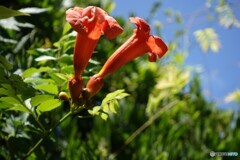 この花は何だろう？？