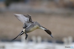 白鳥の郷