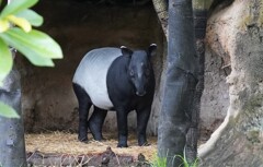 バクバクバクバク～