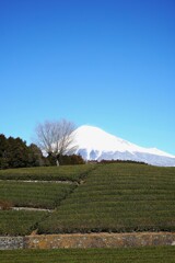 いい天気の富士山