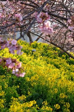 西平畑公園 河津さくら