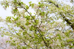 桜