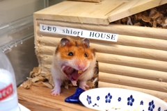 がおー
