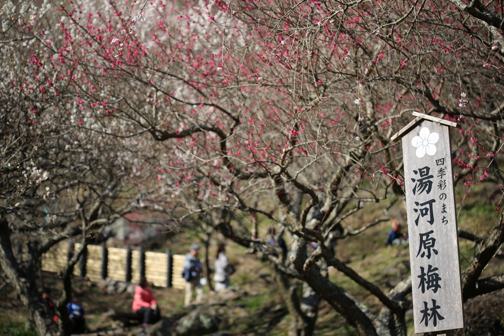 湯河原　梅園　幕山