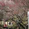 湯河原　梅園　幕山