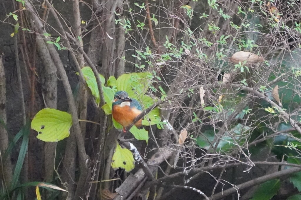 カワセミさん