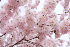 京都の桜