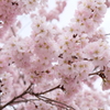 京都の桜