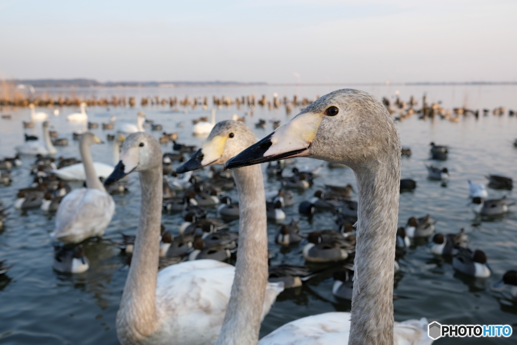 北浦　白鳥の郷　2018