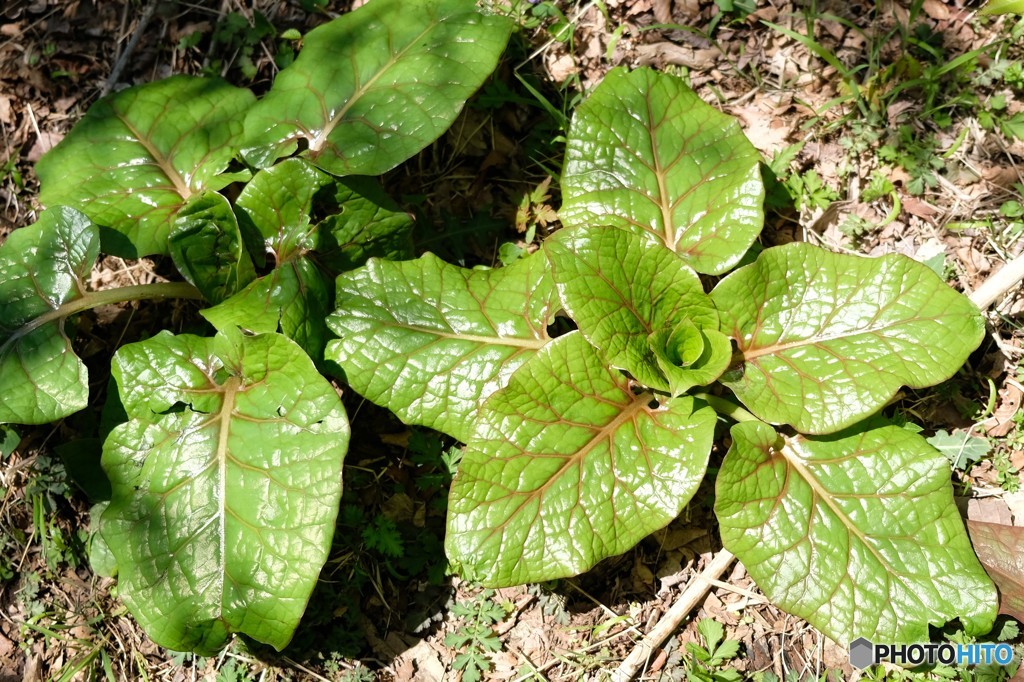 塔ノ岳で見つけたこの草なに？