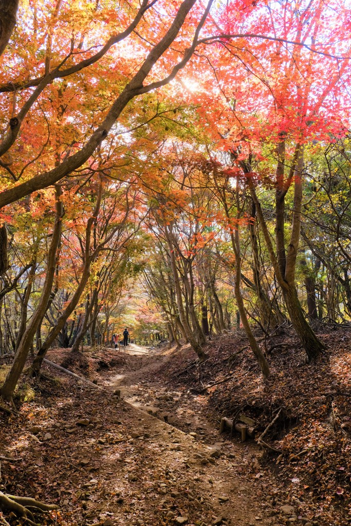 丹沢の紅葉