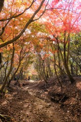 丹沢の紅葉