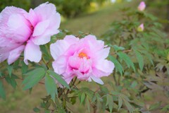 綺麗に咲いてた