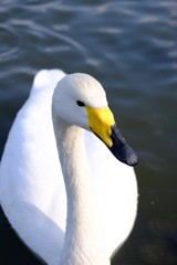 千波湖の白鳥さん