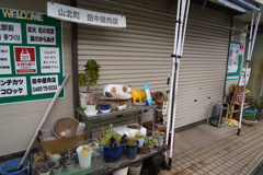 動かぬにゃんこ