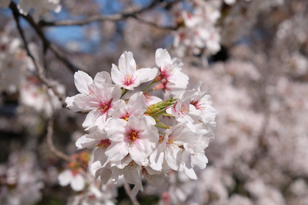 熊谷桜堤