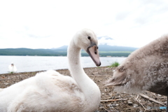 白鳥ですがなにか？