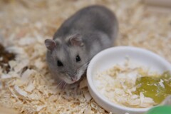 ハムちゃん