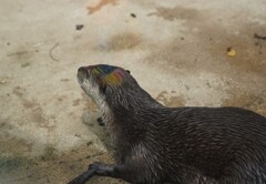 頭にメッシュ入れたよ！！　ホントは光の反射だってカワウソ君が言ってました。