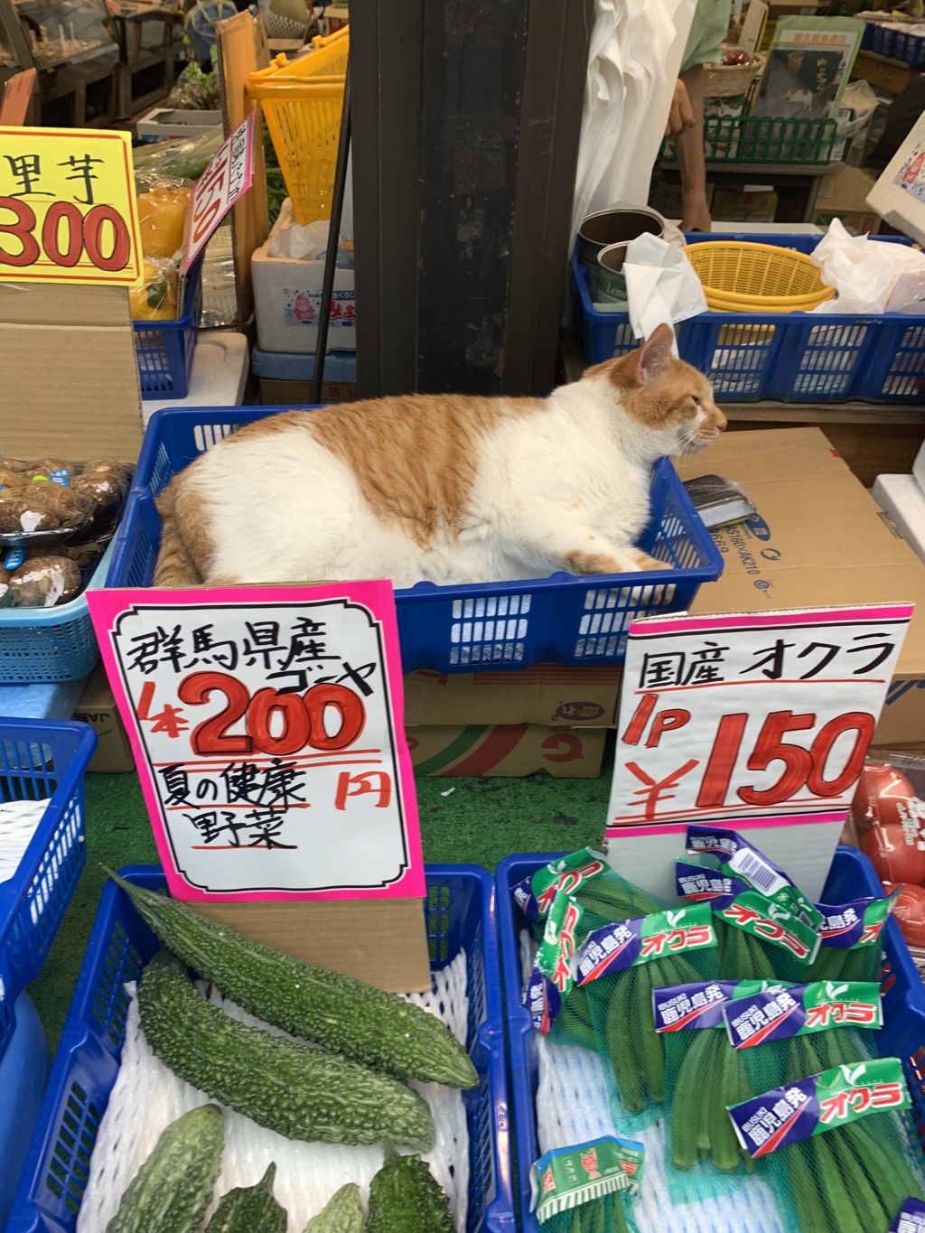 今日は起きてるにゃん