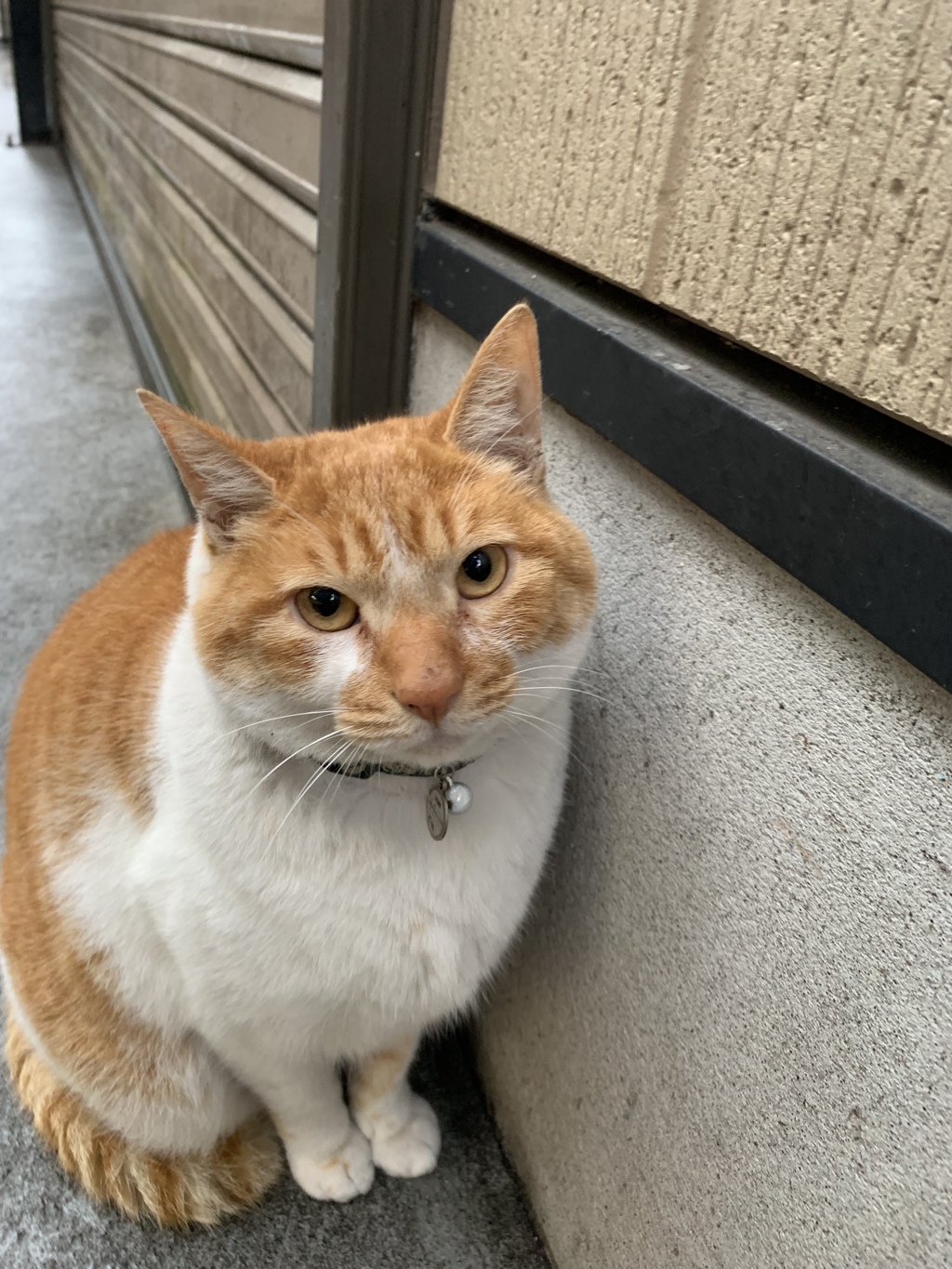 お見送りにゃんこ発見！