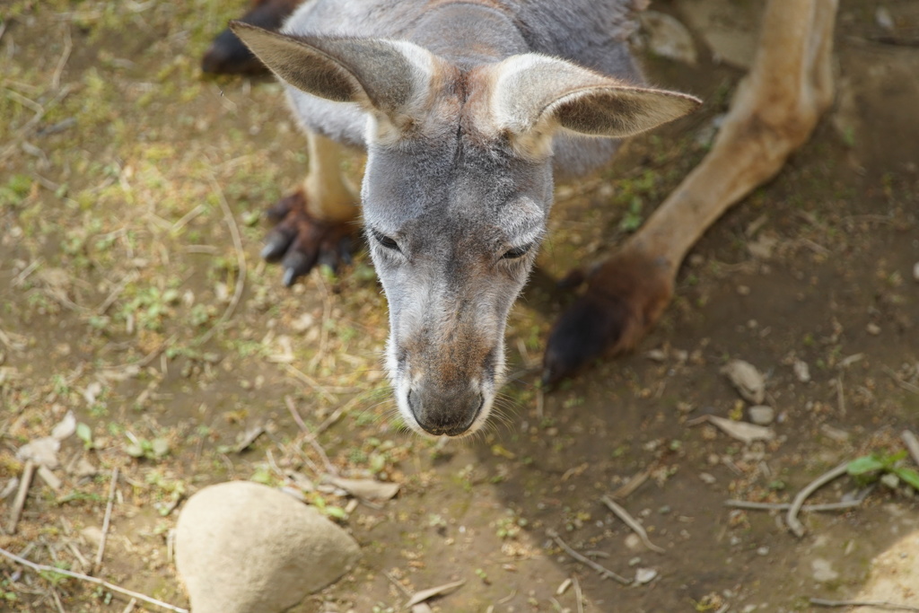 カンガルー