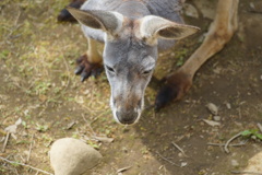 カンガルー