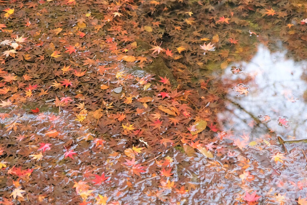水の中でも紅葉