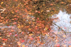 水の中でも紅葉