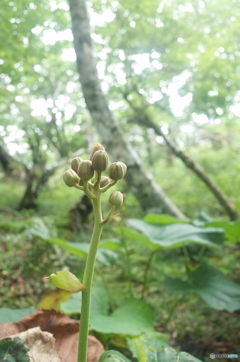 塔ノ岳の植物