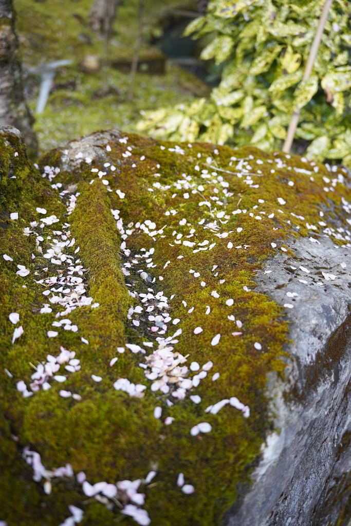 京都の桜