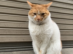 いつもサラリーマンをお見送りしているニャンコ