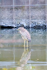 千波湖にて　なんて言うとりですかね？？？