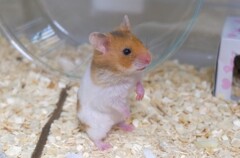 おっと、何かあるのか？