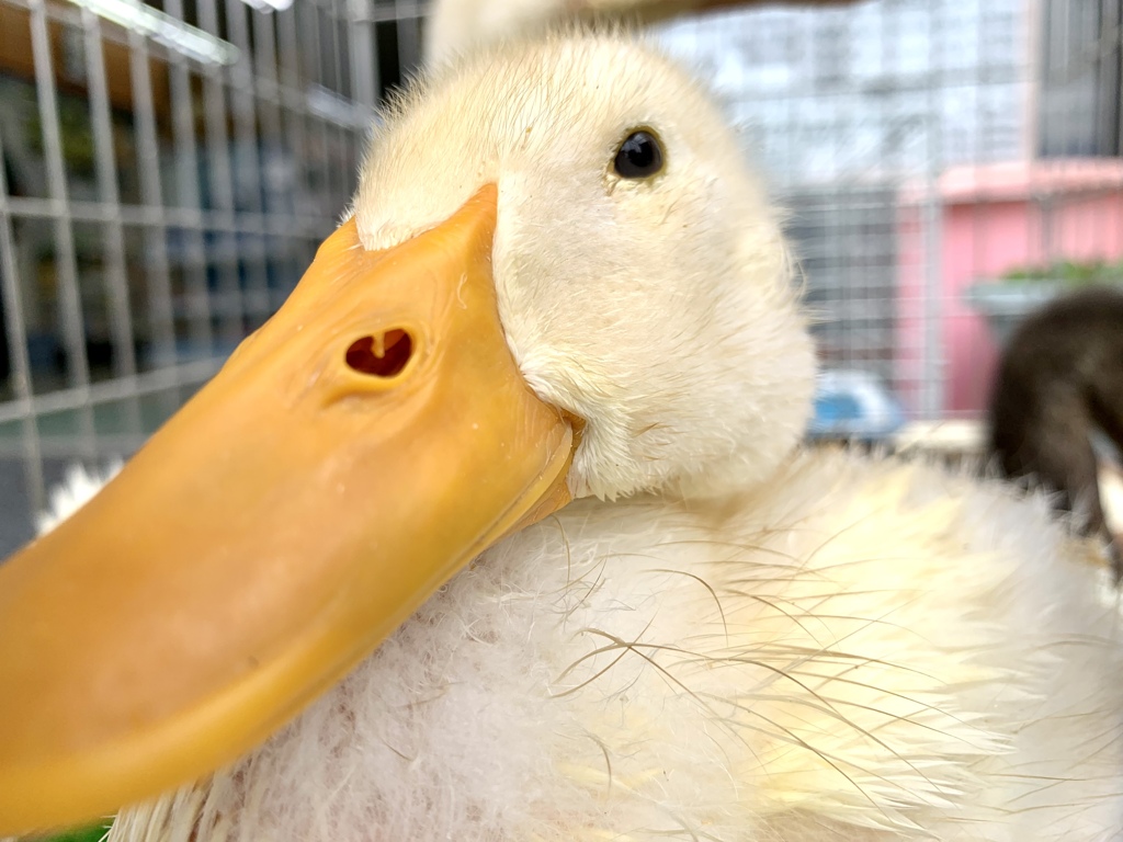 可愛いアフルさんいた