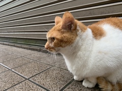 あっちに何かあるにゃ
