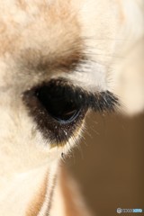 ズーラシア　キリンの目　優しい目