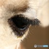 ズーラシア　キリンの目　優しい目