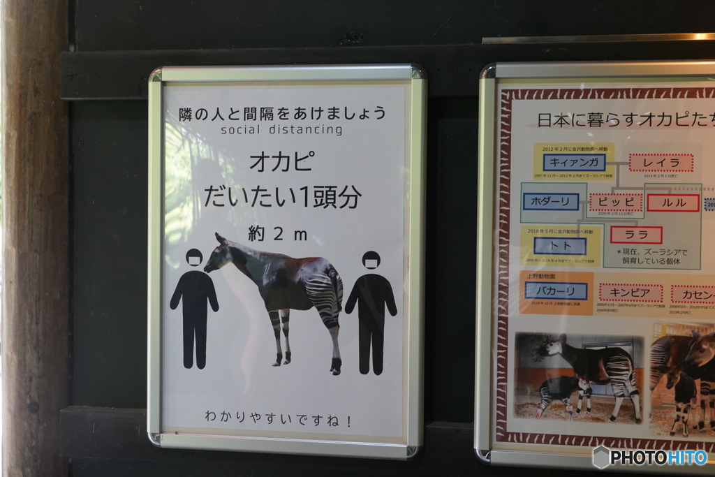 しましまが気になりすぎる