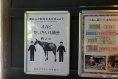 しましまが気になりすぎる
