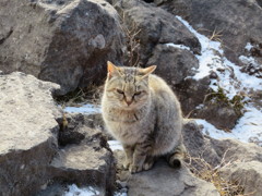 金時山の猫