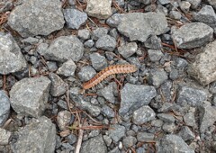 登山中にいたこの虫なんという虫だろう？？
