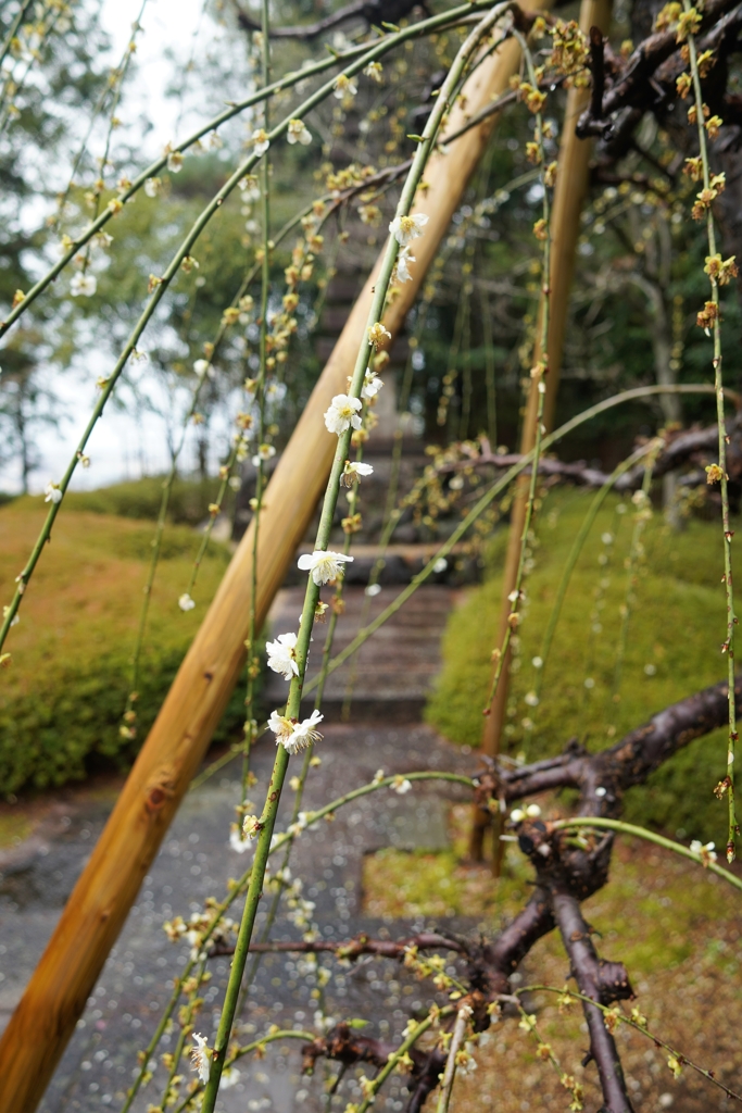 京都